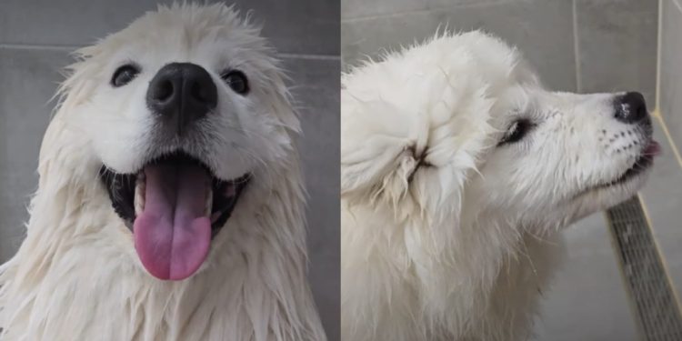 Dog Has Perfect Trick for Making Bath Time More Fun