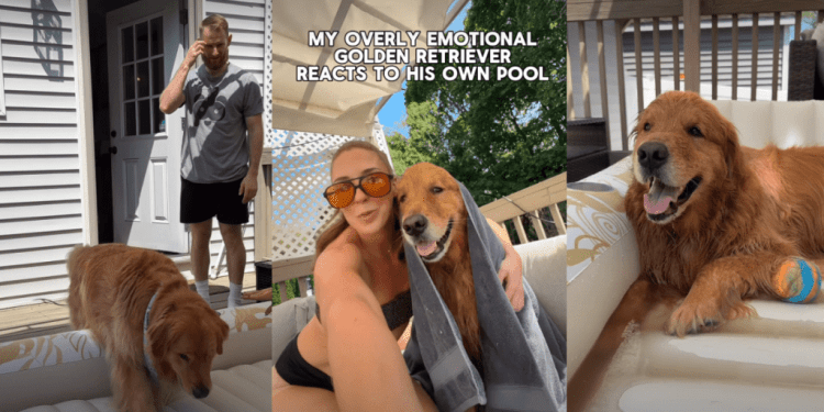 ‘Overly Emotional’ Golden Retriever’s Reaction to New Pool Goes Viral