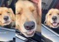 Golden Retriever’s Toothy Smile Is Truly One in a Million