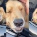 Golden Retriever’s Toothy Smile Is Truly One in a Million