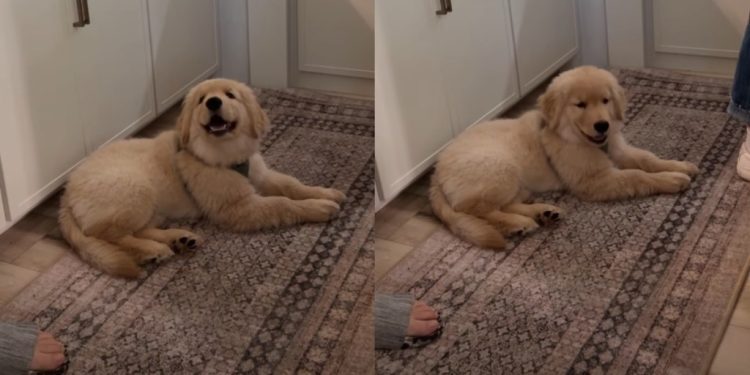 Golden Retriever Puppy Is Happiest When He’s Included in Everything