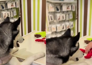 Husky Shopping for New Toy at Pet Store Will Make Your Day