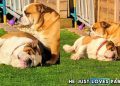 Dogs Absolutely Love to Bask in Sun Together