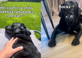 Labrador’s ‘Balanced Diet’ Doesn’t Necessarily Involve Food