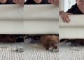 Tiny Dog Cleverly Picks Money Over Normal Piece of Paper
