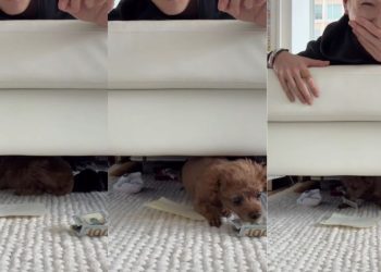 Tiny Dog Cleverly Picks Money Over Normal Piece of Paper