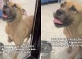 Rescue Dog Spent Months in Kennel but Still Has Hope Someone Will Choose Him