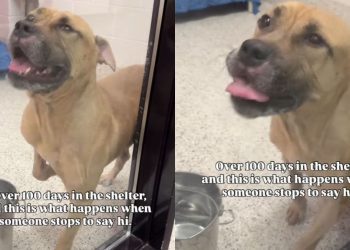 Rescue Dog Spent Months in Kennel but Still Has Hope Someone Will Choose Him