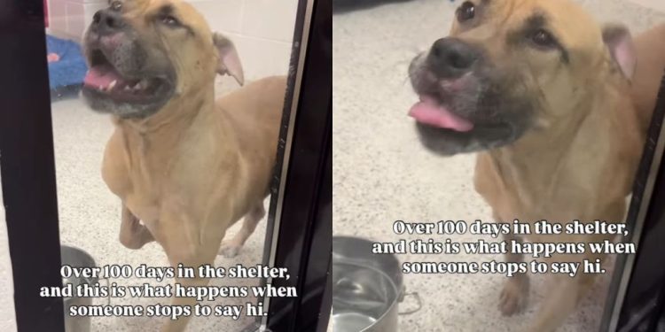 Rescue Dog Spent Months in Kennel but Still Has Hope Someone Will Choose Him