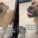 Rescue Dog Spent Months in Kennel but Still Has Hope Someone Will Choose Him