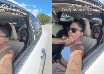 Rescue Dog Once Unsure She’d Survive Shelter Knows Happiness With ‘Hero’ Mom