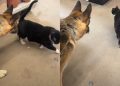 Rescue Dog Who Had a Cat Sibling in Previous Home Bonds With Feline