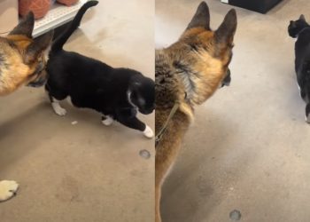 Rescue Dog Who Had a Cat Sibling in Previous Home Bonds With Feline