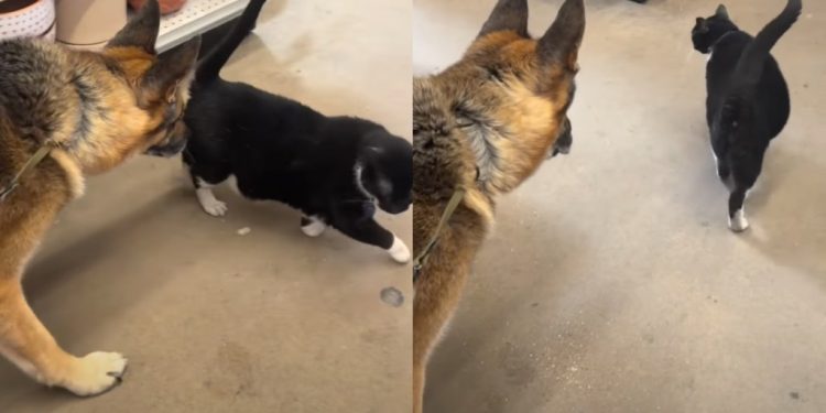 Rescue Dog Who Had a Cat Sibling in Previous Home Bonds With Feline