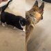 Rescue Dog Who Had a Cat Sibling in Previous Home Bonds With Feline