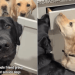 ‘Drop Out’ Service Dogs Hilariously Team up for Group Project