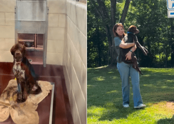 Shelter Dog Relaxes in Mom’s Arms After Adoption, Already Learning To Trust Again