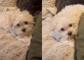 ‘Talking’ Puppy Invites Owner To Play Hide & Seek