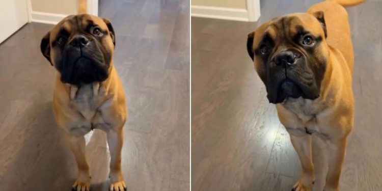Dog Realizes It’s Walk Time & Can’t Hide Happiness Anymore