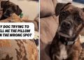 Dog Makes Sure Owner Knows Pillow Is in Wrong Spot