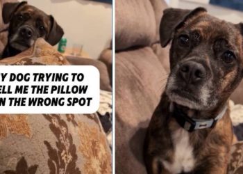 Dog Makes Sure Owner Knows Pillow Is in Wrong Spot