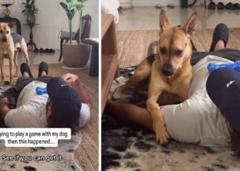 Rescue Dog Chooses Cuddle Time Over Playing Game With Dad