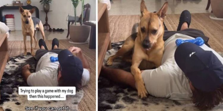 Rescue Dog Chooses Cuddle Time Over Playing Game With Dad