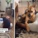 Rescue Dog Chooses Cuddle Time Over Playing Game With Dad