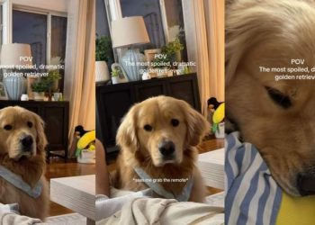 ‘Expressive’ Golden Retriever Turns to Mom for Sweet Snuggles