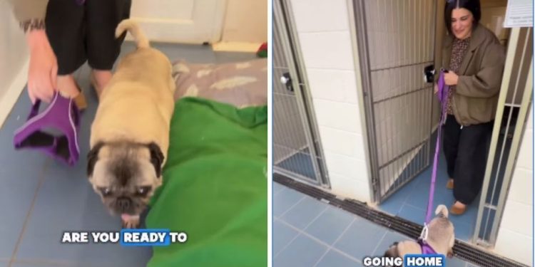 Senior Rescue Dog Gets Sweetest & Unexpected Name After Adoption