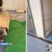 Senior Rescue Dog Gets Sweetest & Unexpected Name After Adoption