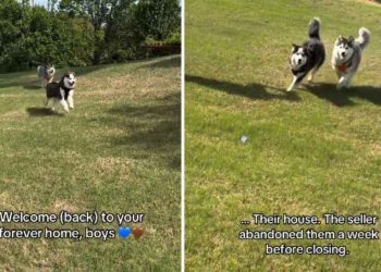 ‘Abandoned’ Rescue Dogs Get Second Chance in the Same House Where They Once Lived