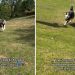 ‘Abandoned’ Rescue Dogs Get Second Chance in the Same House Where They Once Lived