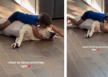 Dog Gets So Much Love From Little Boy, He Responds With Endless Kisses