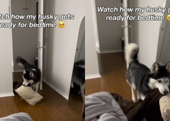 Husky Never Fails To Bring His Blankie & Pillow for Bedtime
