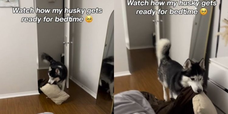 Husky Never Fails To Bring His Blankie & Pillow for Bedtime
