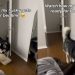 Husky Never Fails To Bring His Blankie & Pillow for Bedtime