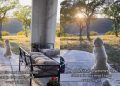 Golden Retriever Gets Lost Watching the Sunset Like He’s Actually Human