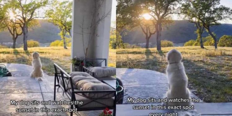 Golden Retriever Gets Lost Watching the Sunset Like He’s Actually Human