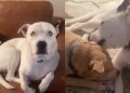 Rescue Dog Has No Family To Kiss Him Back, but Still Has So Much Love To Give