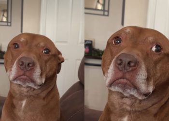 Rescue Dog Pulls the Same Move Every Time Mom Makes the Wrong Decision