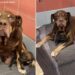 Mama Shelter Dog Found Dumped With Her Babies in a Park Looks Up, Pleading for Rescue