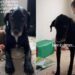 Dog Cannot Catch a Break Since His Baby Sibling Became a Toddler