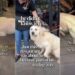 Foster Dog’s Healing Journey Becomes a Reality, All Thanks to a Restaurant