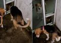 Senior Rescue Dog Helps Foster Puppy Overcome Fear & Mark Major Milestone