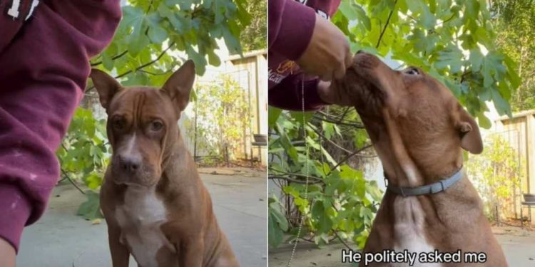 Owner Helps Pit Bull ‘Emotionally Regulate’ After Sister Breaks His Necklace