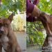 Owner Helps Pit Bull ‘Emotionally Regulate’ After Sister Breaks His Necklace