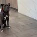 Shelter Dog Offers Comfort to Hospital Patients, Then Sneaks in a Belly Rub or 2