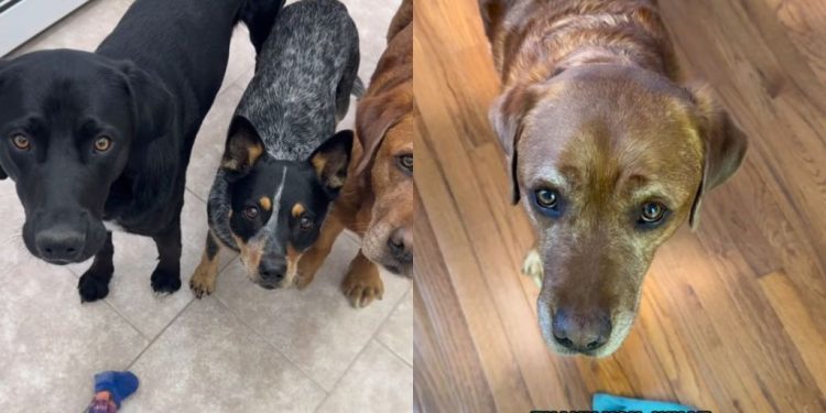 Dog Adopted After Leaving Service School Still Loves To Help Mom on Own Terms
