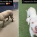 Shelter Dog’s Transformation From Intake Day to Now Proves Little Love & Care Can Go a Long Way